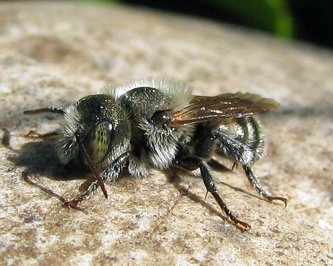 Osmia sp. (Apidae Megachilinae)